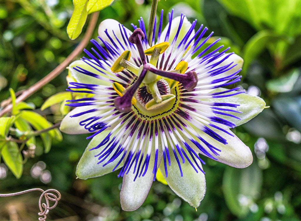 Maracuja o Passiflora : varietà, piantagione e cure - Idea giardino