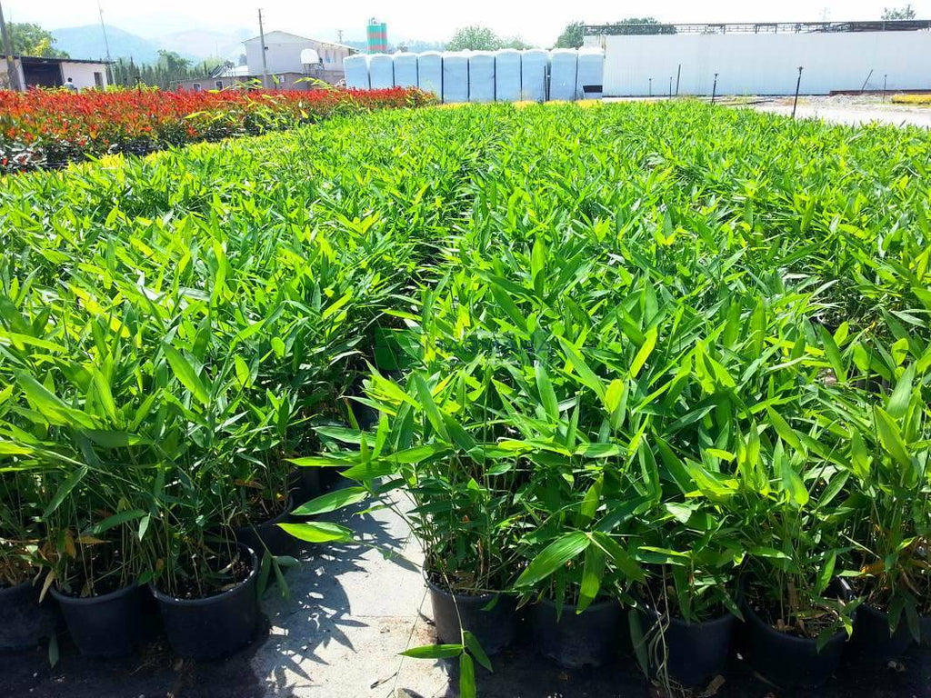 Bambusa nana (Pleioblastus pumilus) 40 - 60cm Clt.10 - Vivaio MGF - Idea giardino