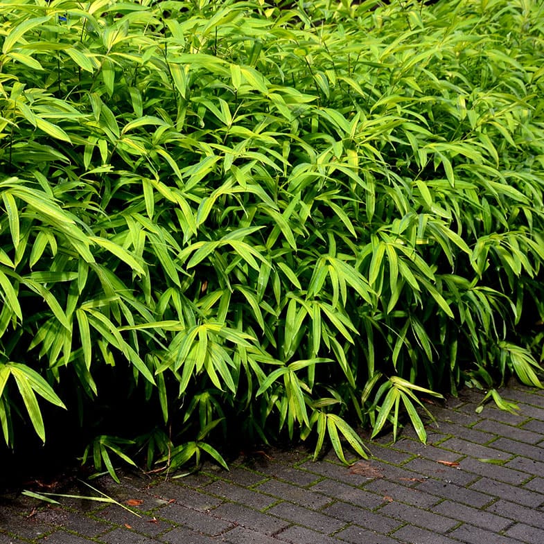 Bambusa nana (Pleioblastus pumilus) 40 - 60cm Clt.10 - Vivaio MGF - Idea giardino