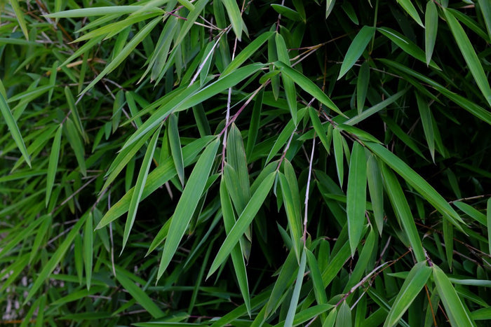 Fargesia angustissima (Bambù cespitoso) 100-150cm Clt.10 - Vivaio MGF - Idea giardino