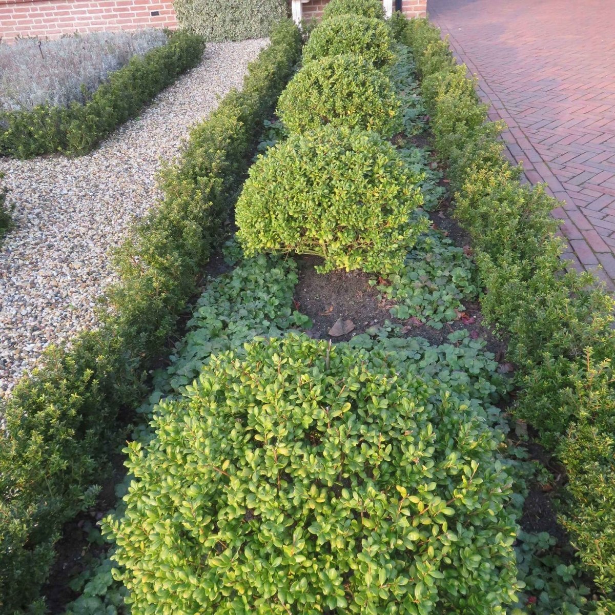 Ilex crenata ‘Caroline Upright’ 100-125cm Clt.18 - Vivaio MGF - Idea giardino