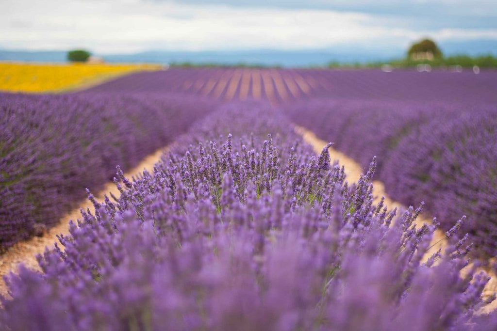 Lavandula Angustifolia Pianta Aromatica Sempreverde 10-20cm in Clt.10 - Vivaio MGF - Idea giardino