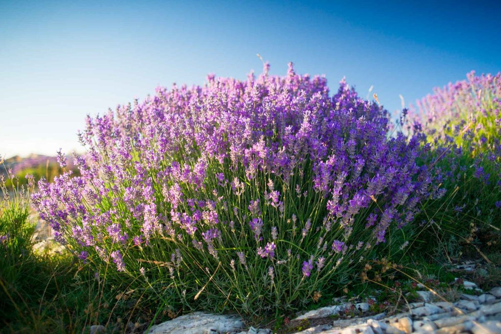 Lavandula Angustifolia Pianta Aromatica Sempreverde 10-20cm in Clt.10 - Vivaio MGF - Idea giardino