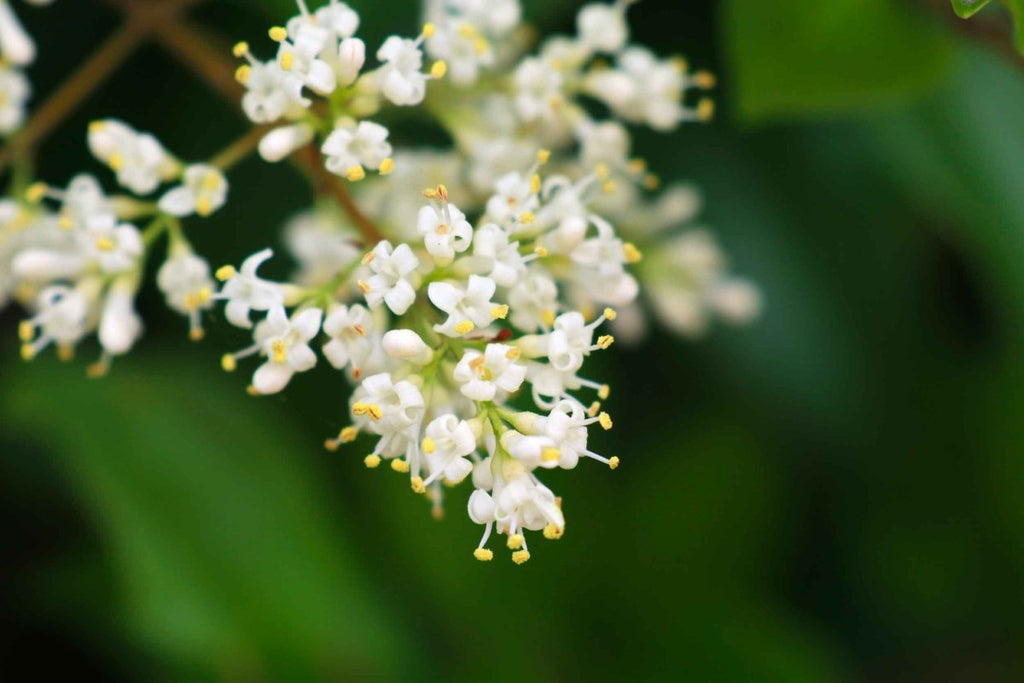 Ligustrum japonicum Siepi Sempreverdi 80-100cm in Clt.10 - Vivaio MGF - Idea giardino