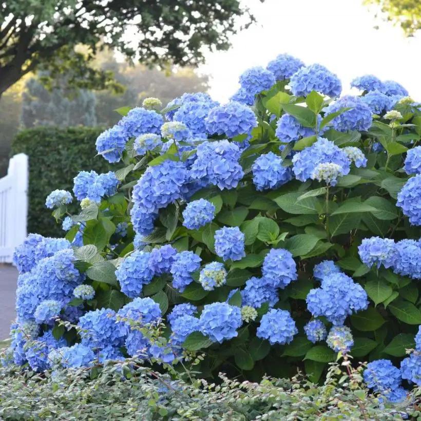Ortensia ‘Endless Summer’ The Original Blue 40-60cm in Clt.10 - Vivaio MGF - Idea giardino