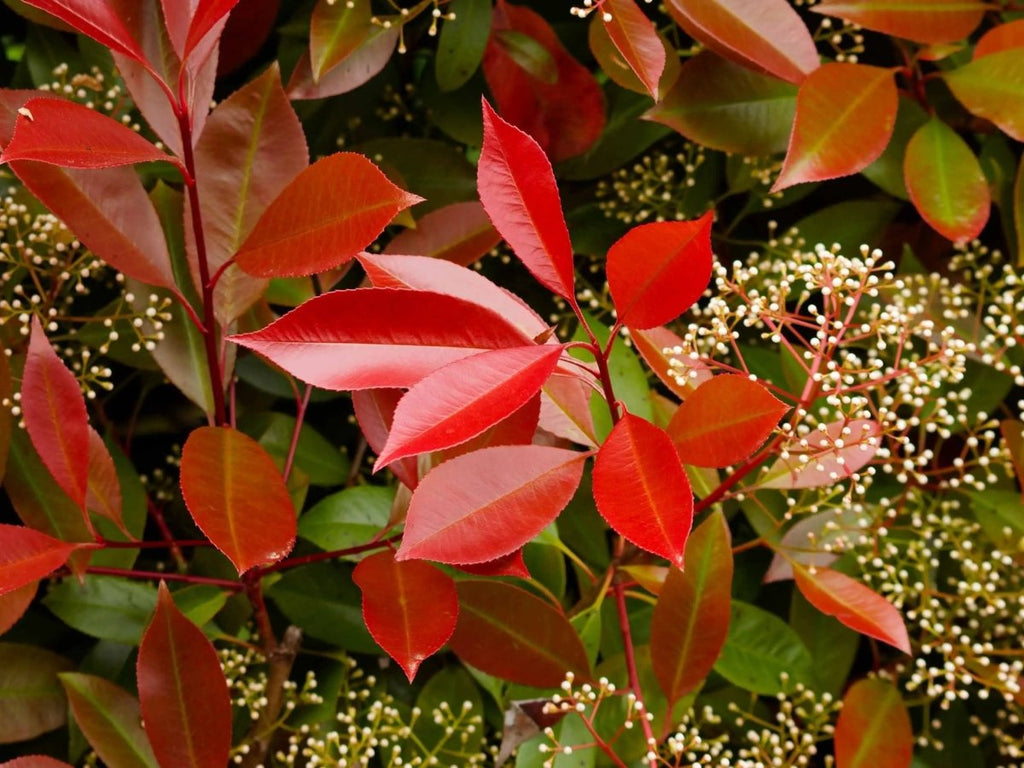 Photinia x fraseri ‘Red Robin’ 40-60cm in Clt.3 - Vivaio MGF - Idea giardino