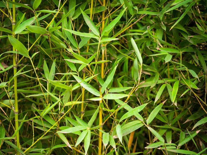 Phyllostachys aurea (Bambù dorato) 100-150cm Clt.10 - Vivaio MGF - Idea giardino