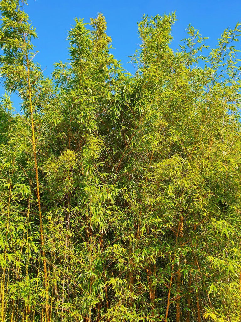 Phyllostachys aurea (Bambù dorato) 100-150cm Clt.10 - Vivaio MGF - Idea giardino