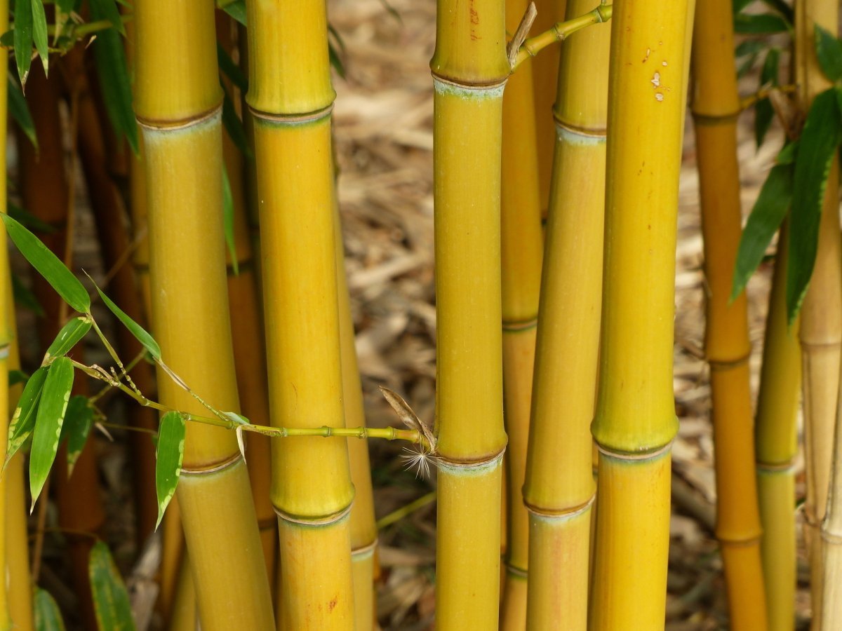 Phyllostachys aureosulcata ‘Aureocaulis’ (Bambù giallo) 100-150cm Clt.10 - Vivaio MGF - Idea giardino