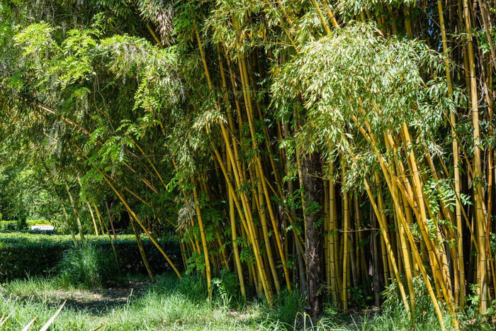 Phyllostachys aureosulcata ‘Aureocaulis’ (Bambù giallo) 100-150cm Clt.10 - Vivaio MGF - Idea giardino