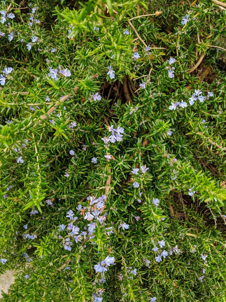 Rosmarinus Officinalis ‘Prostratus’ Pianta Aromatica Sempreverde 10-20cm in Clt.10 - Vivaio MGF - Idea giardino